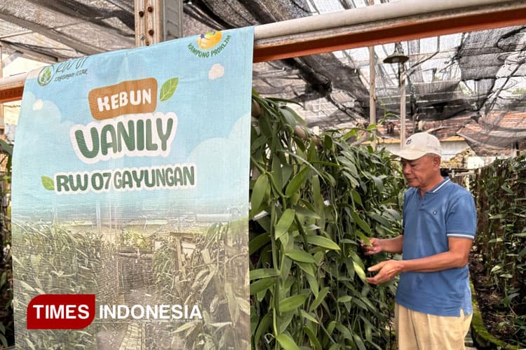 Surabaya Makin Panas, Warga Gayungan Justru Budidaya Lewat Emas Hijau Vanili