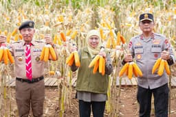 Jatim Panen Jagung Hibrida Jenis Jenderal, Jumlah Melimpah Bukti Kedaulatan Pangan