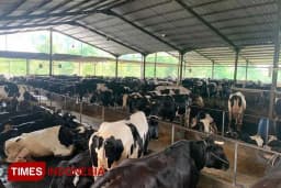 Sinergi OJK dan ILO: Dorong Produktivitas Peternak Sapi Perah Jatim Lewat Sistem ERP